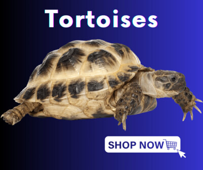 Tortoises