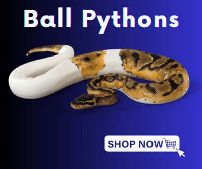 Ball Pythons