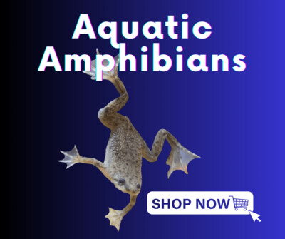 Aquatic Amphibians
