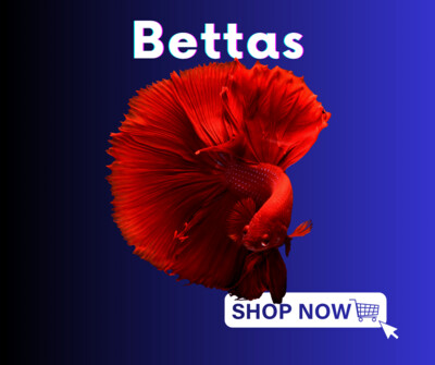 Bettas