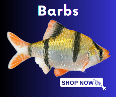 Barbs