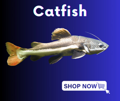 Catfish