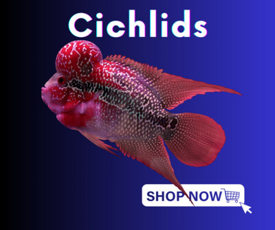 Cichlids