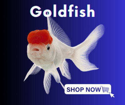 Goldfish
