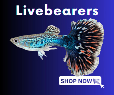Livebearer