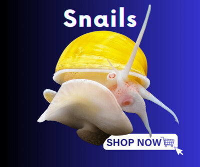 Snails