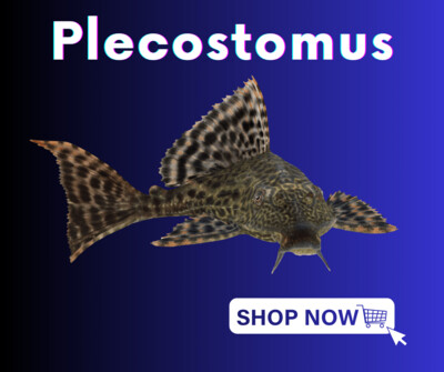Plecostomus