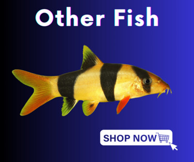Other Fish