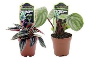 Live Reptile Plants