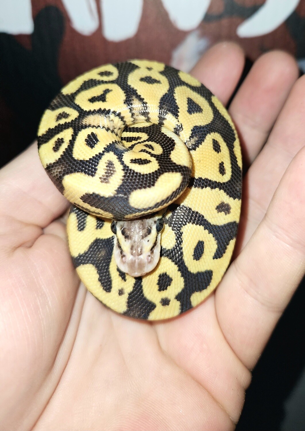 Super Pastel