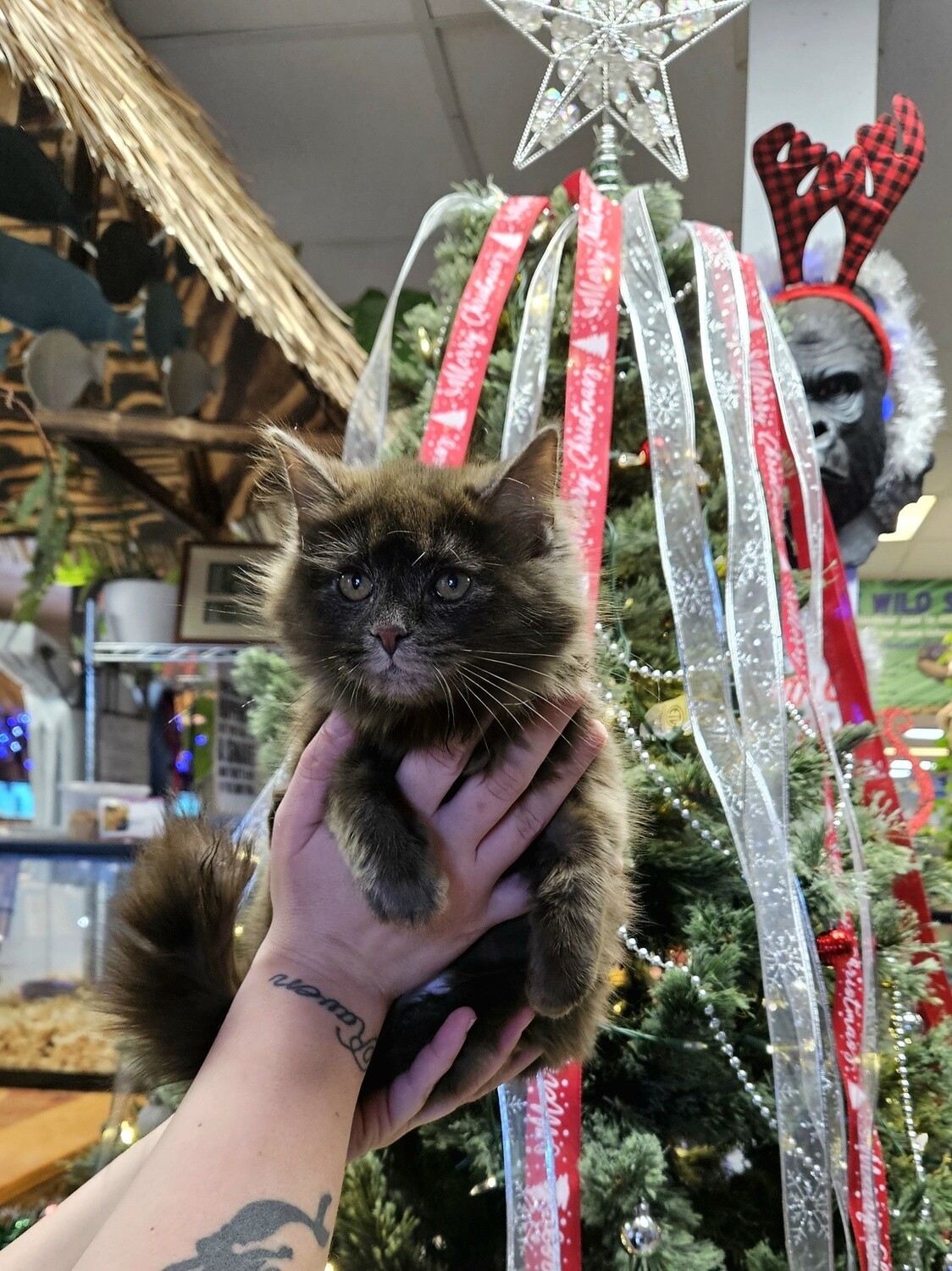 Maine Coon