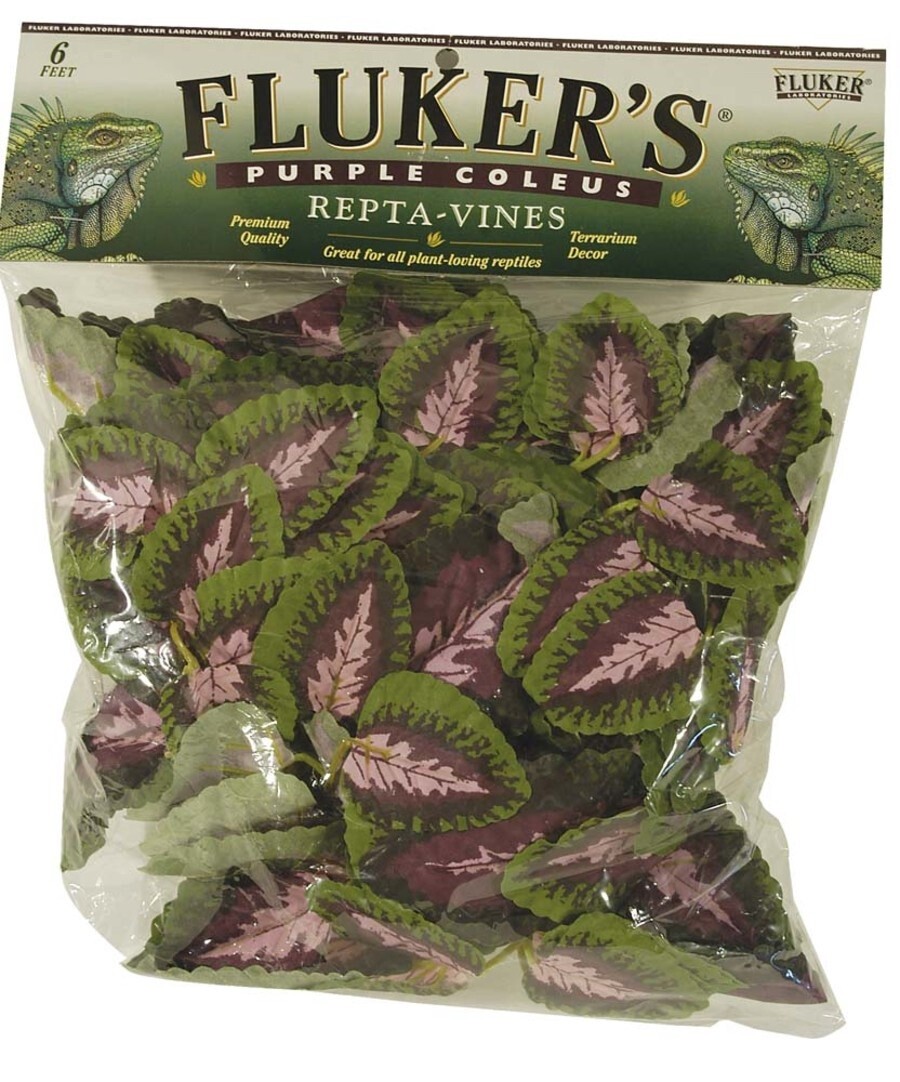 repta-vines, Choose: purple coleus