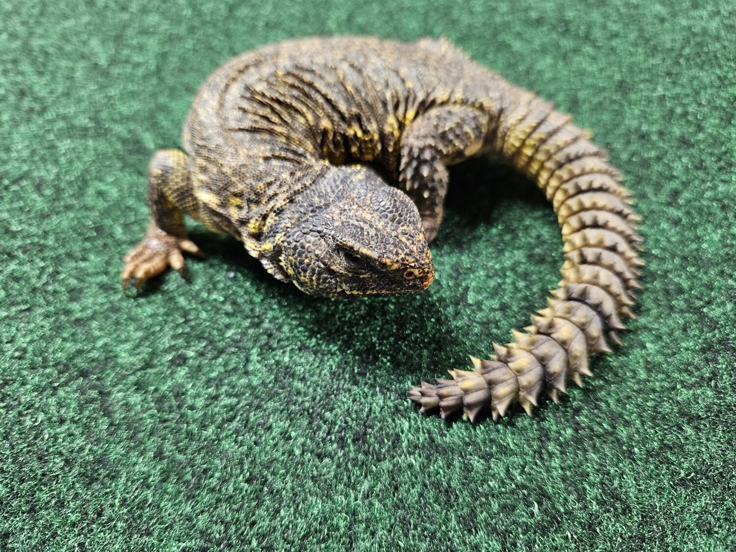 Yellow Uromastyx