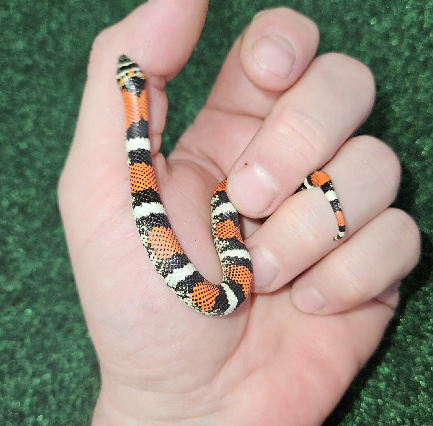 Tricolor Hognose