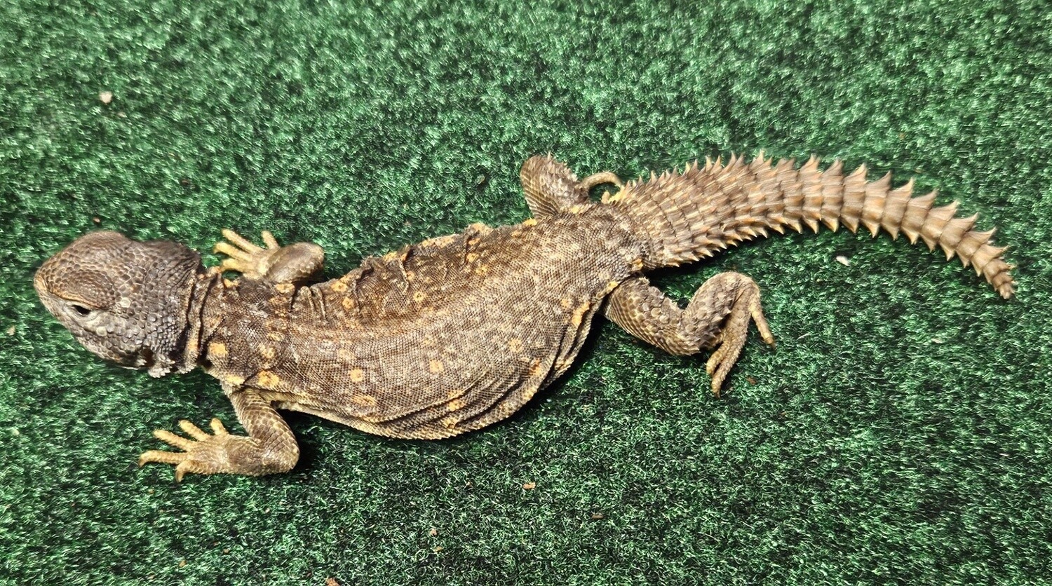 Red Uromastyx
