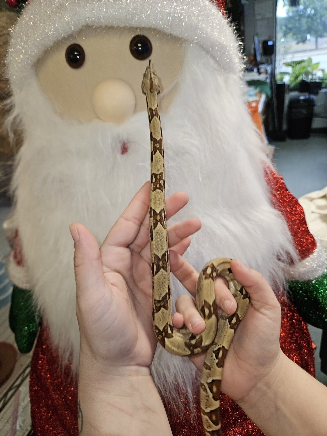 Hypo Columbian Boa