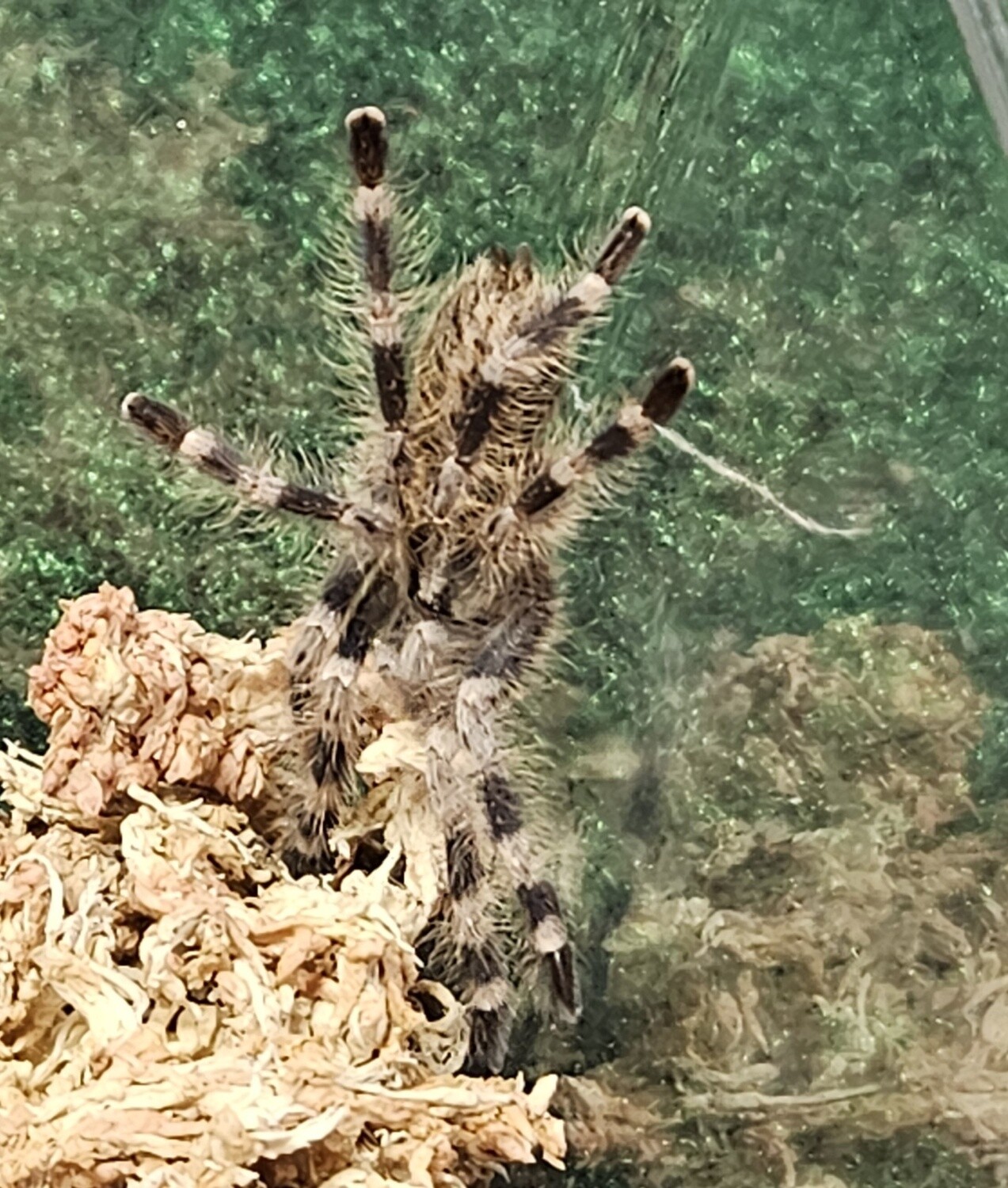Bengal Spotted Ornamental Tarantula