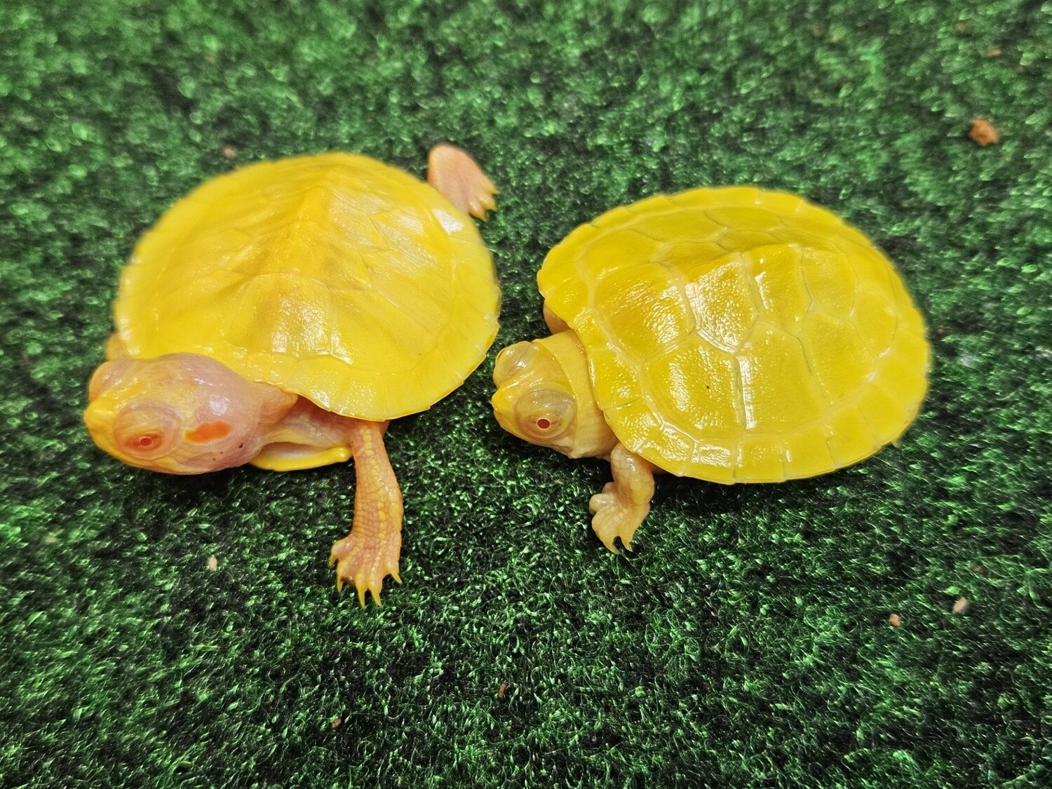 Albino Red Ear Slider