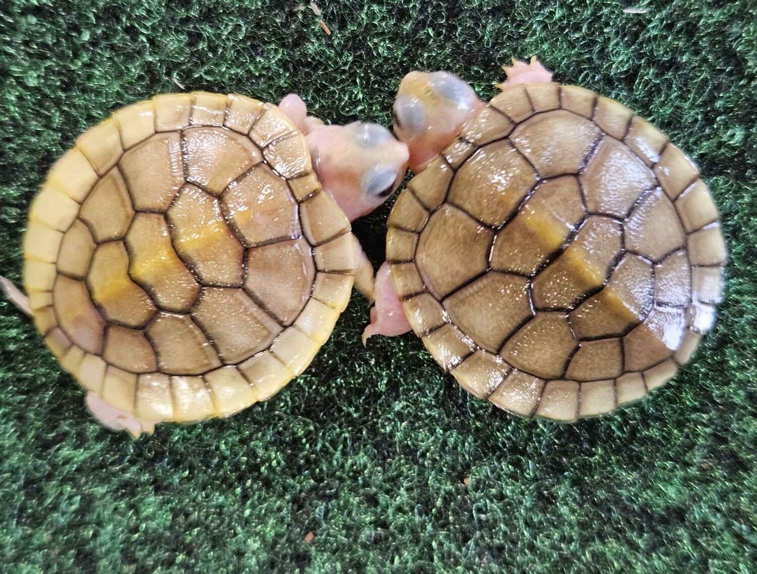 Caramel Albino Red Ear Slider Turtles