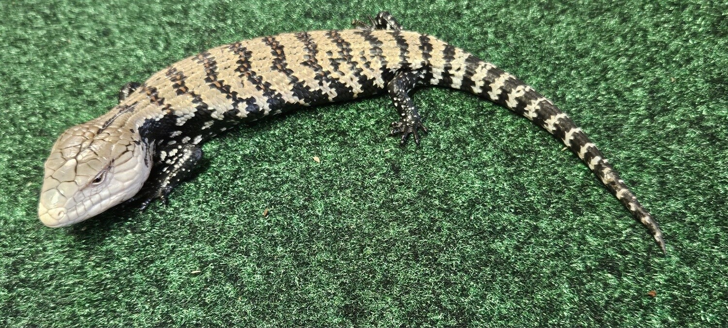 Blue  Tongue   Skink