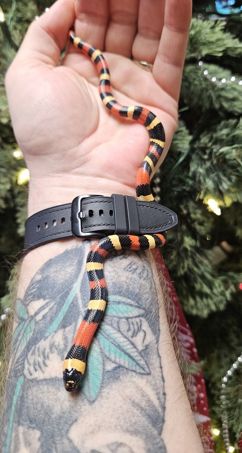 Apricot  Pueblan Milk Snake
