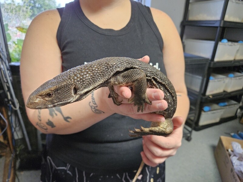 Savannah Monitors