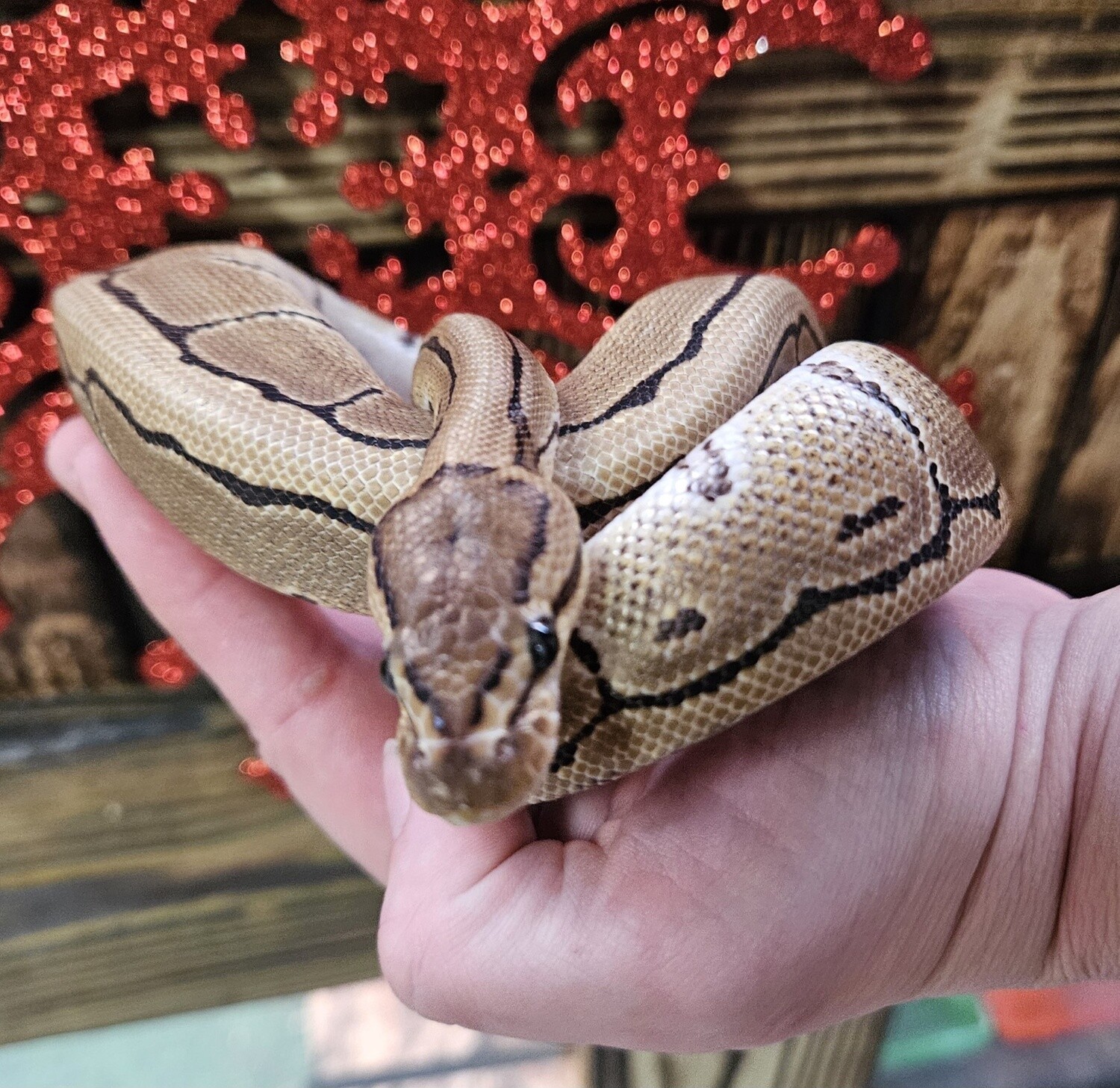 Pinstripe  Ball  Python