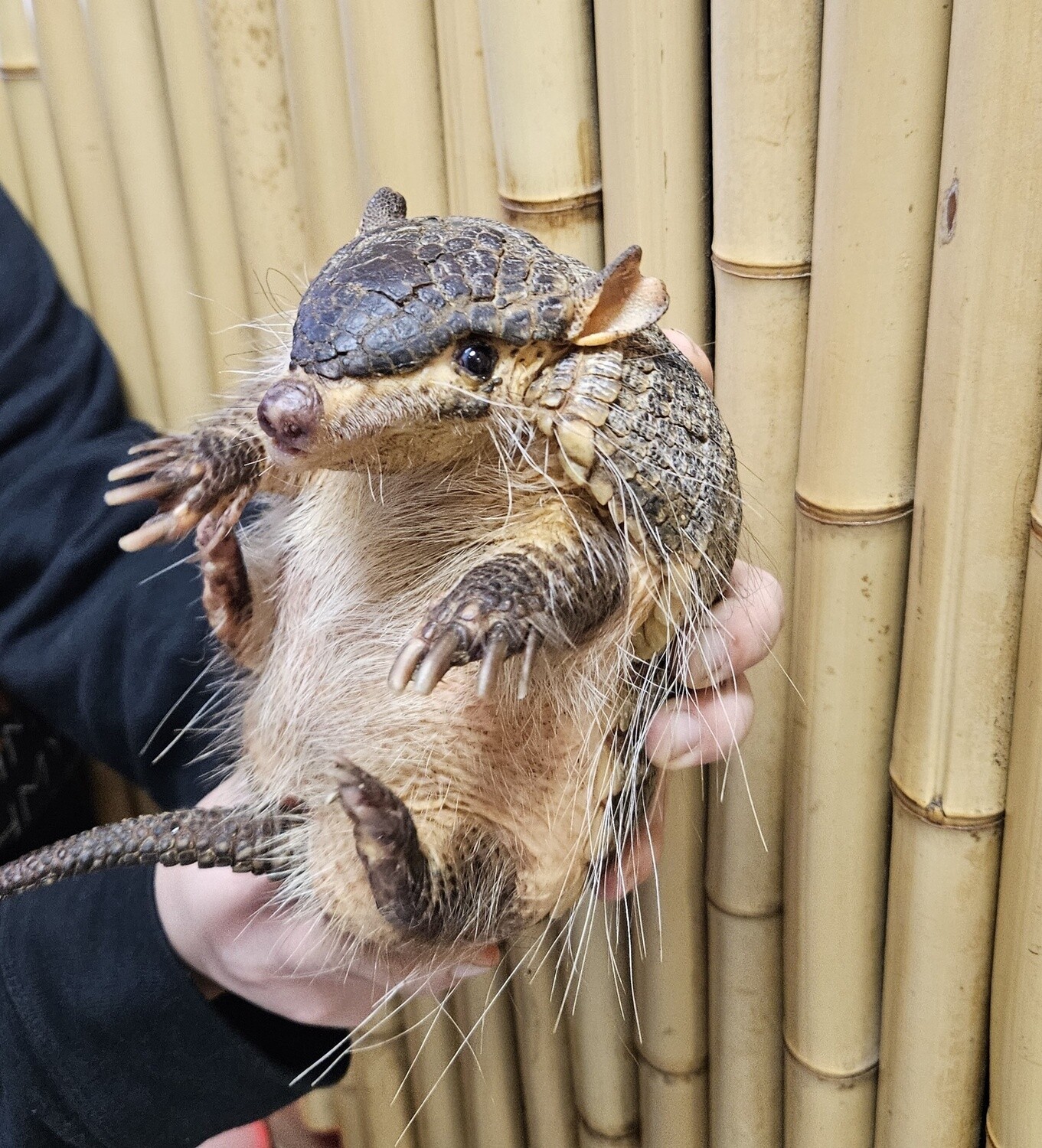 Screaming Hairy Armadillo, FEMALE!