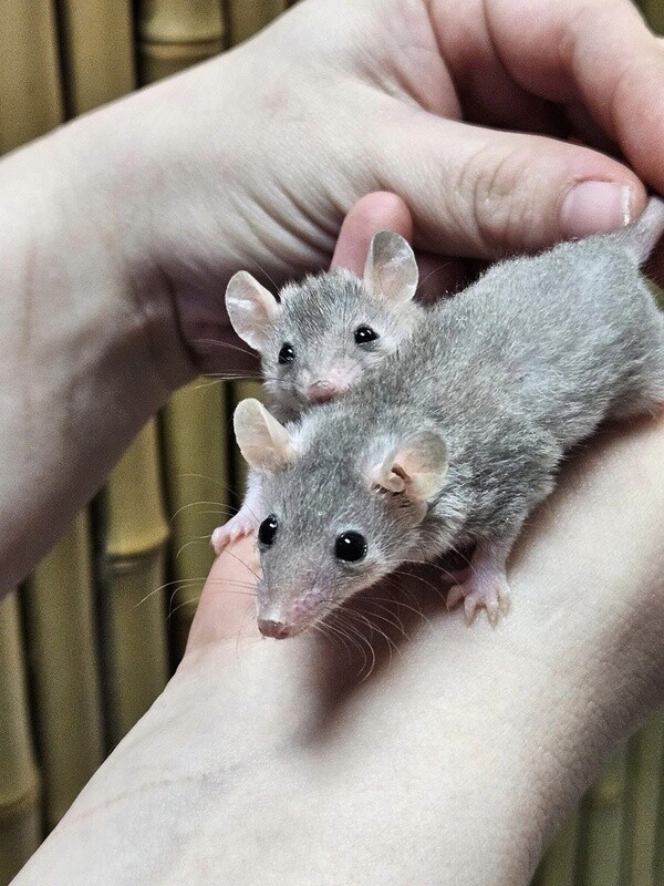 Short Tail Possums, babies, in store now!