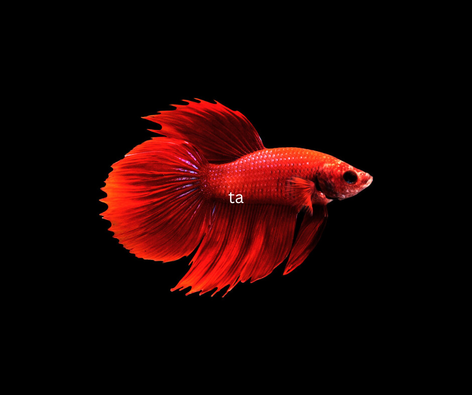 Betta, standard male