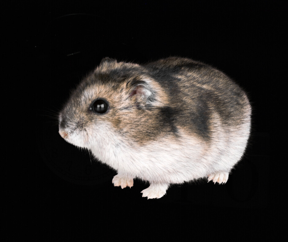 Robo Dwarf Hamsters