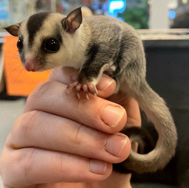 White Face Blonde Sugar Gliders
