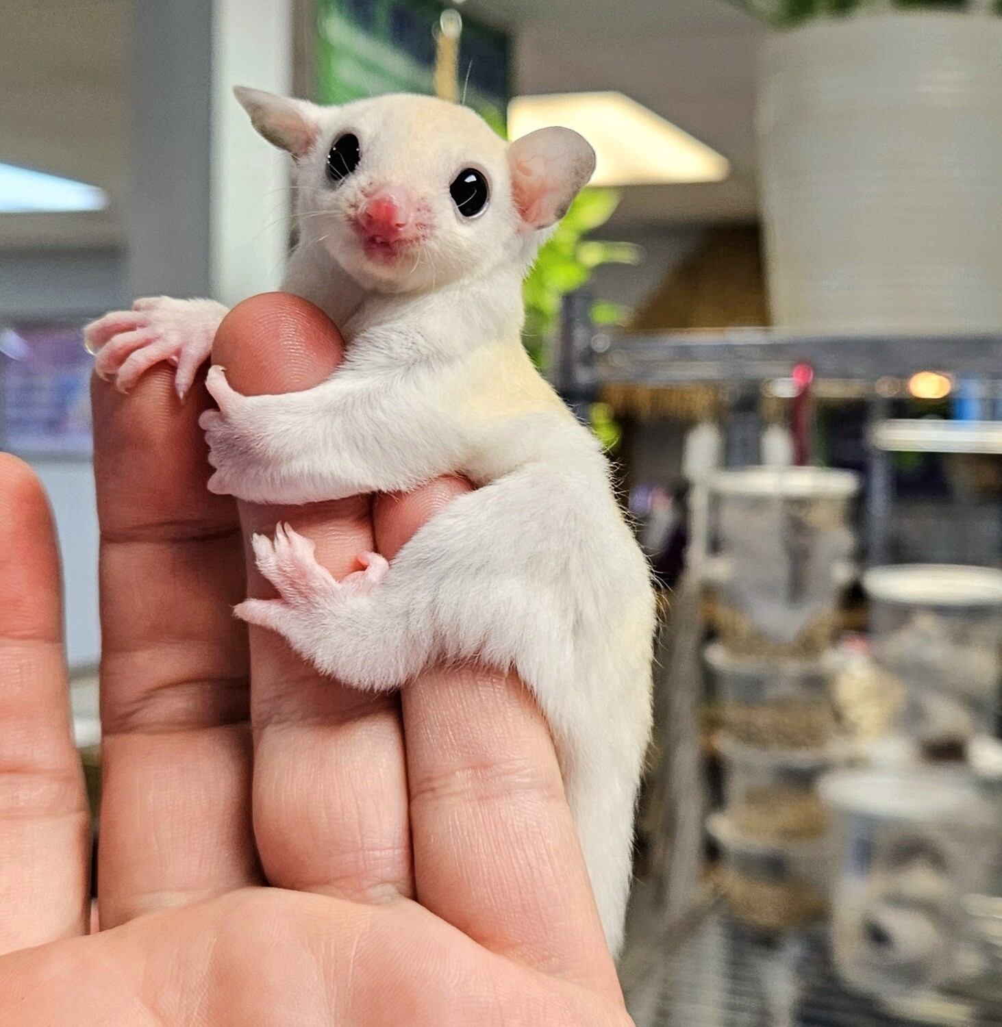 Leucistic Sugar Gliders, Sex: male