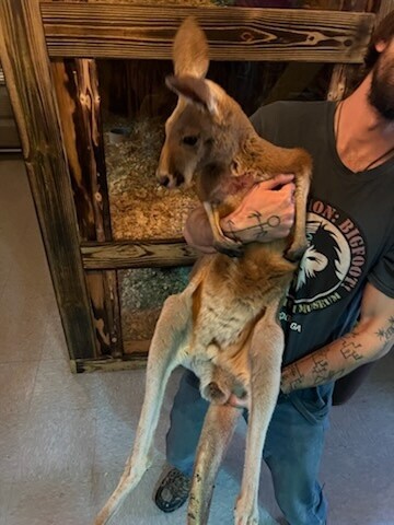 Red Kangaroo, preorder