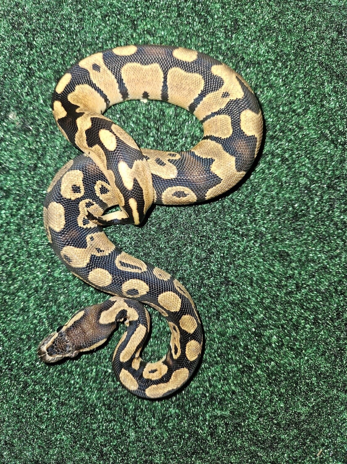 Ball Python, standard, sub adult