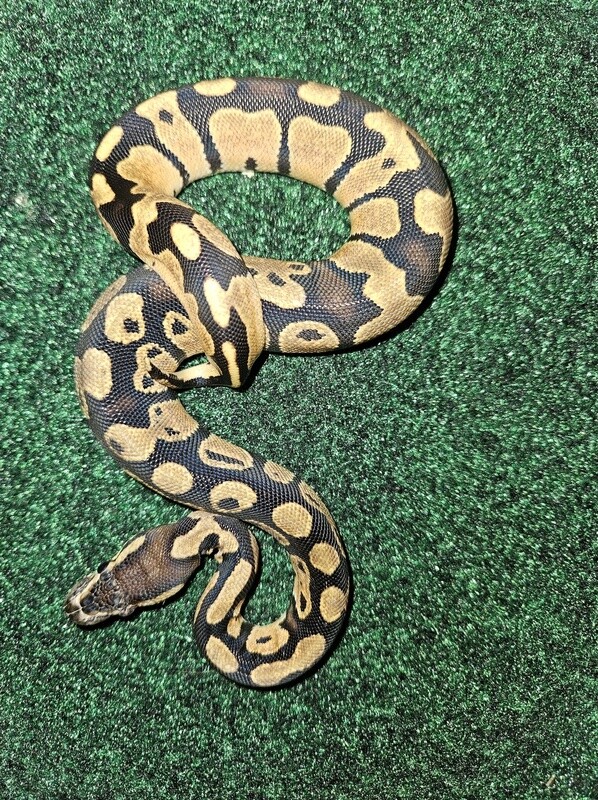 Ball Python, standard, sub adult