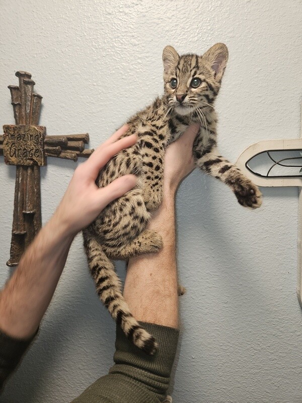 Geoffroy&#39;s Cat, preorder
