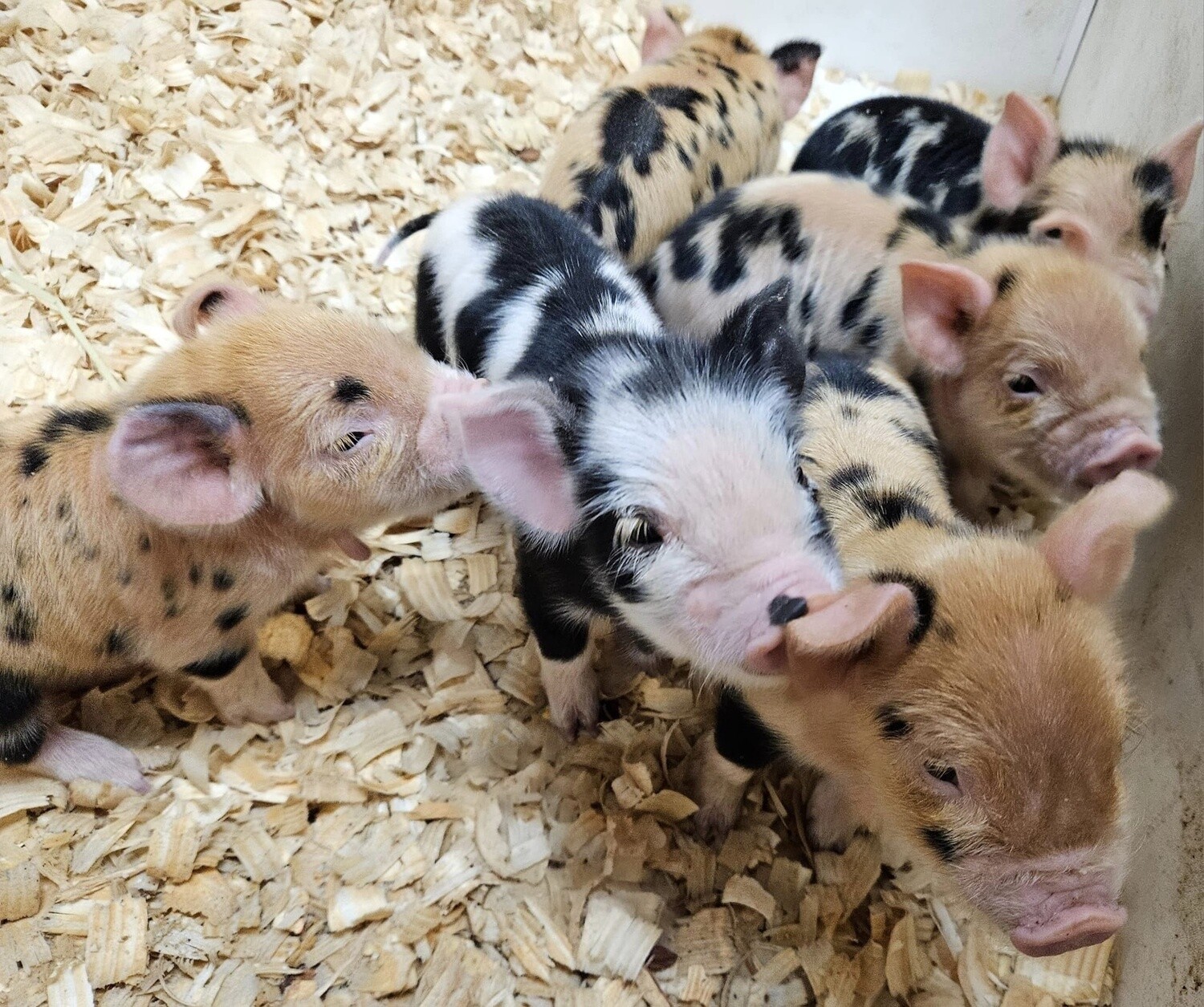 Kune Kune Pigs