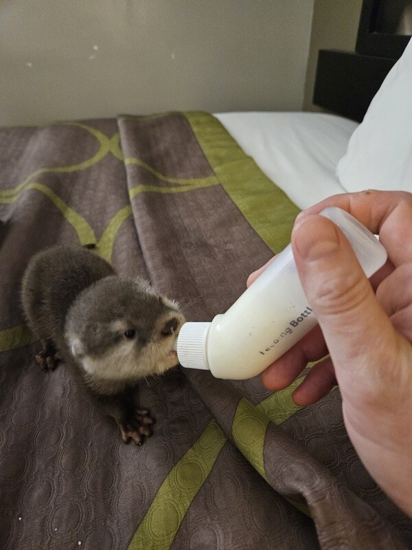 Asian Small Clawed Otter, preorder!