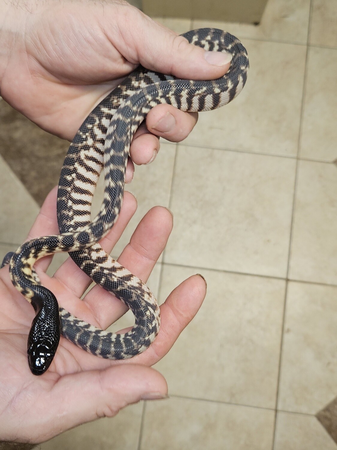 Black Head Python