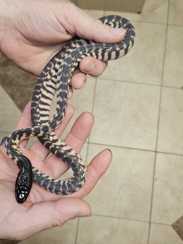 Black Head Python