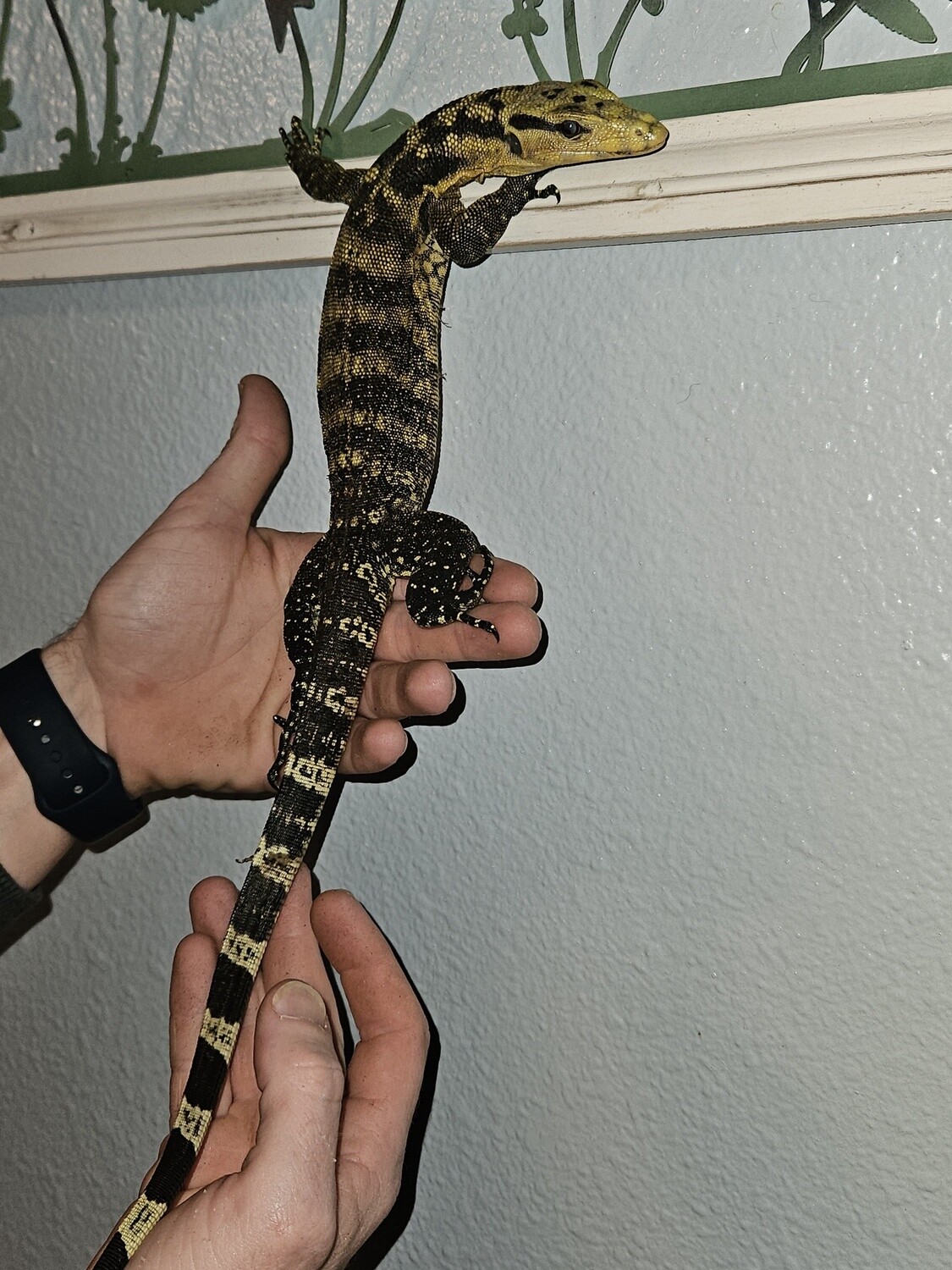 Cummings Yellow Head Monitor