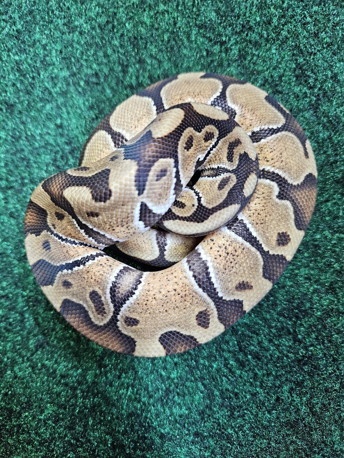 Enchi Ball Python