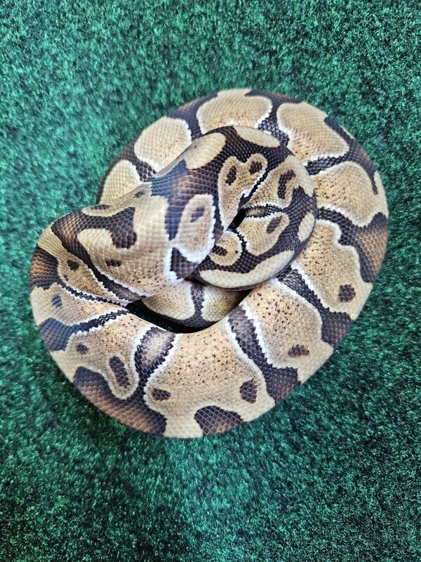 Enchi Ball Python