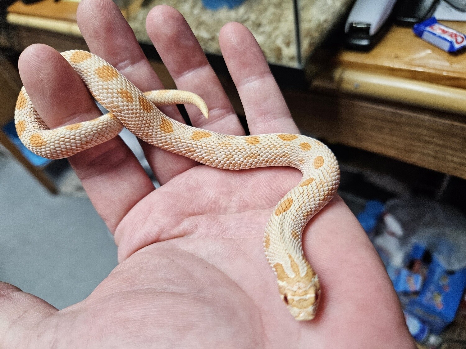 Albino Conda Hognose