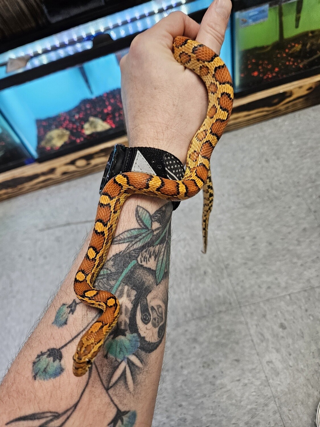 Okeetee  Corn  Snake