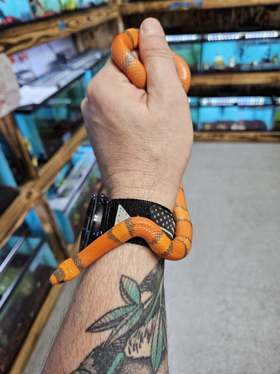Hypo Tangerine Milksnake
