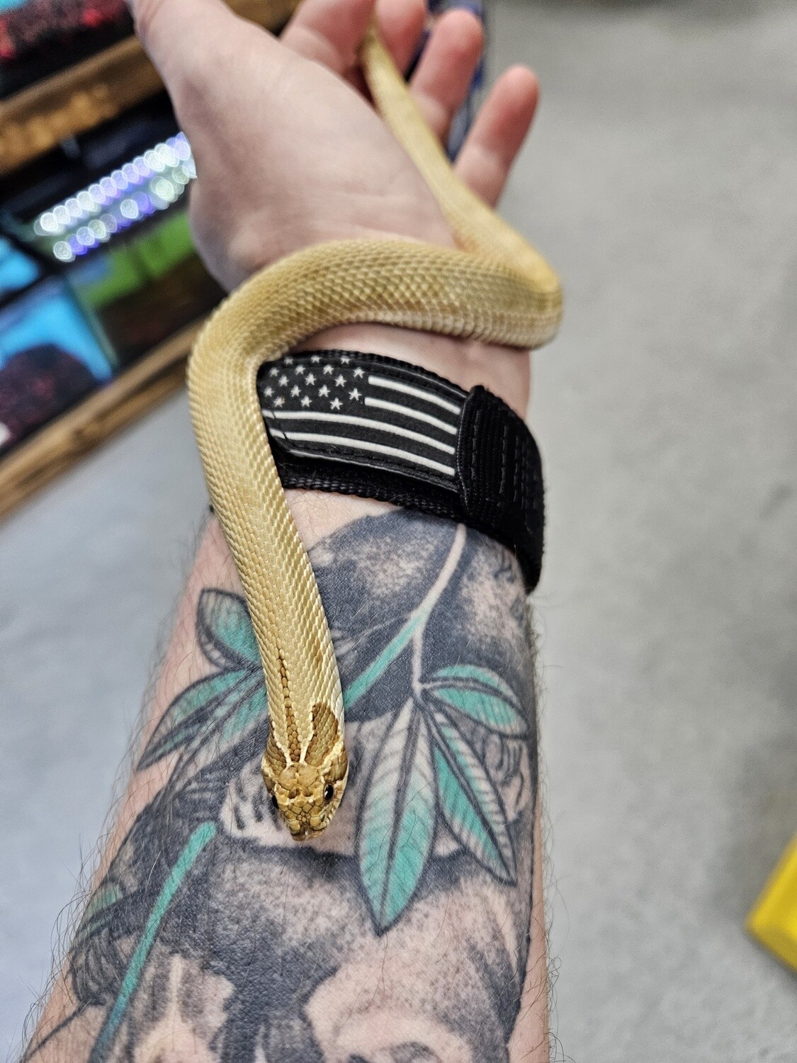Green Ghost Conda het Albino het Toffee, Hog Nose