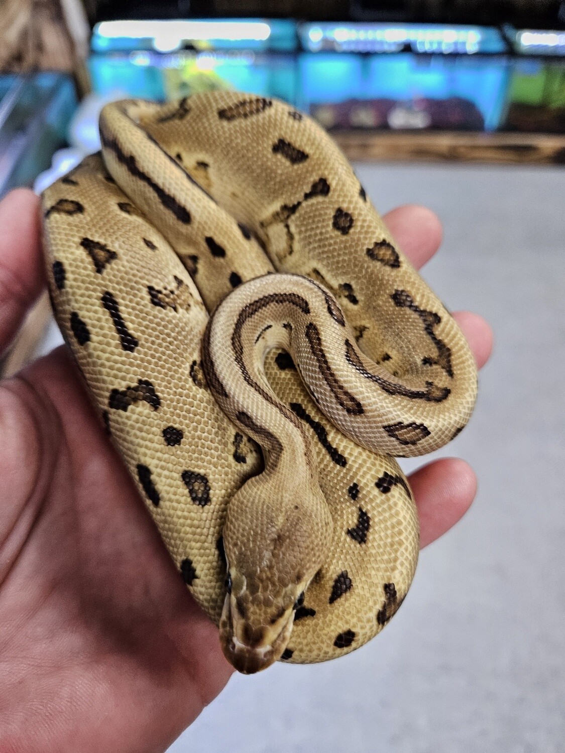 Pinstripe Leopard Yellow Belly, het clown, Ball Python