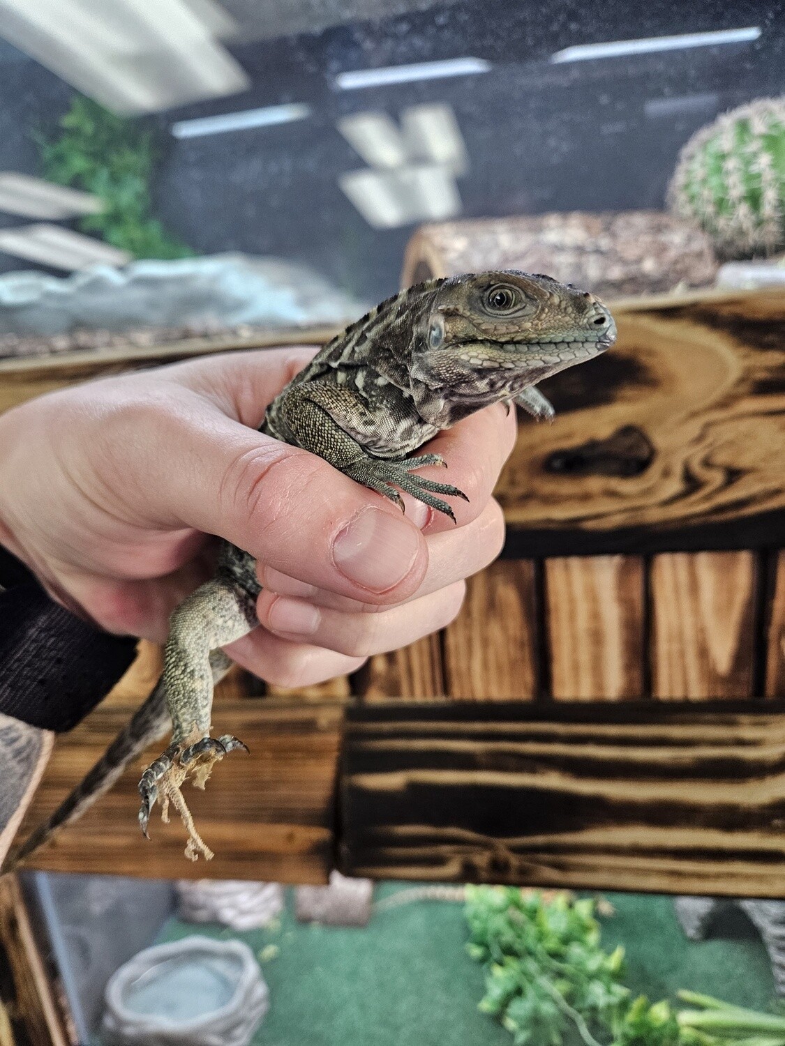 Rhino Iguana